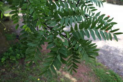 Gleditsia triacanthos - dřezovec trojtrnný - listy (92)